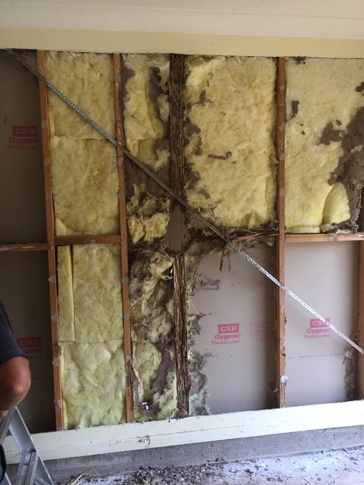 Termite damage exposed inside a wall cavity